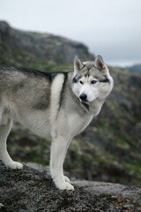Grey husky dog stands on a rock against the backdrop of northern nature. Arctic Ocean, Barents Sea