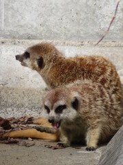 ミーアキャット