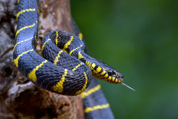 The gold-ringed cat snake in various position 