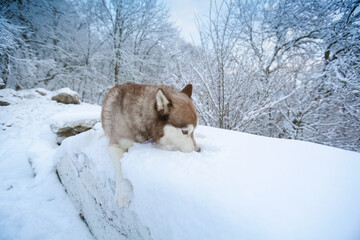 Purebred dog breed a weasel lying in a snow drift