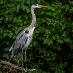 Fototapeta premium Graureiher (Ardea cinerea)