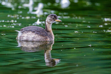Zwergtaucher (Tachybaptus ruficollis) Jungvogel