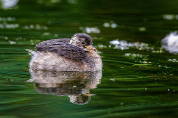 Zwergtaucher (Tachybaptus ruficollis) Jungvogel