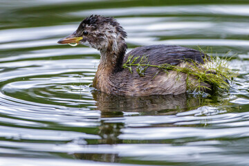 Zwergtaucher (Tachybaptus ruficollis) Jungvogel
