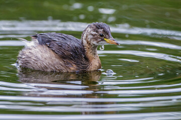 Zwergtaucher (Tachybaptus ruficollis) Jungvogel
