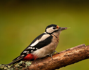 spotted woodpecker on branch