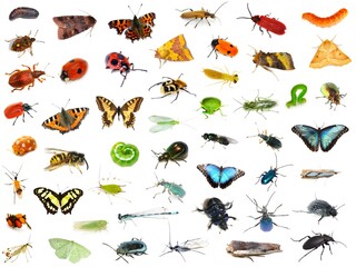 Diversity of insects selection rainbow colors on white background