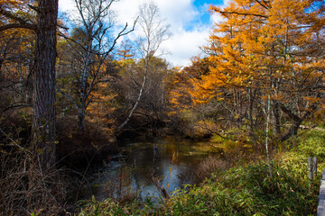 Obraz premium 日光国立公園を流れる湯川