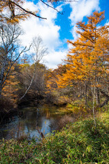 日光国立公園を流れる湯川