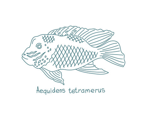The saddle cichlid. Aequidens tetramerus. Aquarium fish. Vector contour line. Open paths. Editable stroke.