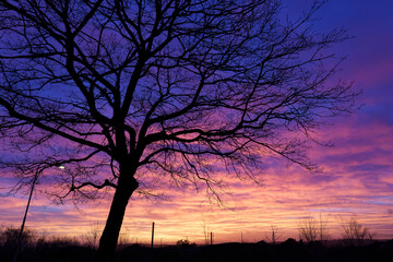 Fototapeta na wymiar シルエットの木と神秘的な色の夕景