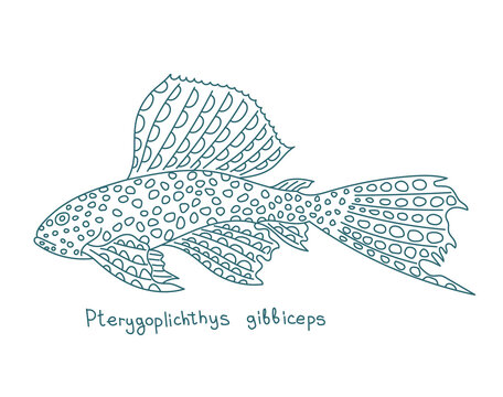 Pterygoplichthys gibbiceps. Species of armored catfish. Aquarium fish. Vector contour line. Open paths. Editable stroke.