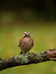 Jay bird in the rain