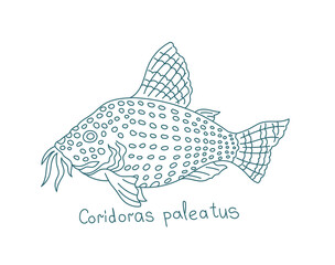 Blue leopard corydoras. Corydoras paleatus. Aquarium fish. Vector contour line. Open paths. Editable stroke.