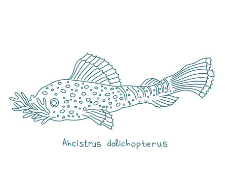 Bushymouth catfish. Ancistrus dolichopterus. Aquarium fish. Vector contour line. Open paths. Editable stroke.