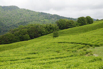 green tea plantation
