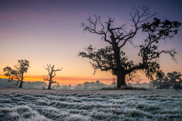 Obraz premium Lonely tree and fog in the field during sunrise
