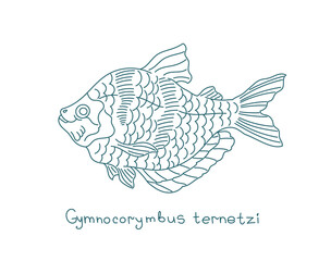 The black tetra. Gymnocorymbus ternetzi. Aquarium fish. Vector contour line. Open paths. Editable stroke.