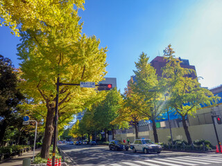 色づき始めた山下公園通りの銀杏並木