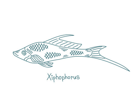 Xiphophorus. Family Poeciliidae of order Cyprinodontiformes. Aquarium fish. Vector contour line. Open paths. Editable stroke.