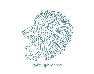 Siamese fighting fish. Betta splendens. Aquarium fish. Vector contour line. Open paths. Editable stroke.