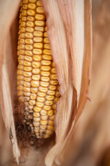 Dried Corn Stalks in a Corn Maze during Fall Corn Harvest at a Corn Maze 