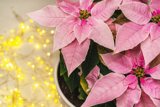 Close up Christmas pink poinsettia plant