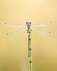 Damselfly on top of its world