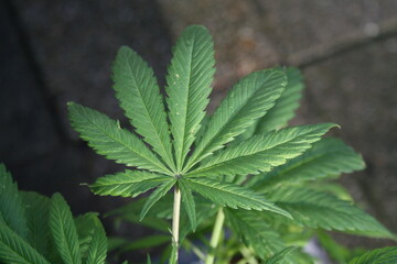 cannabis plant in the garden close up
