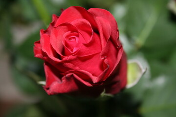 dutch red rose in garden