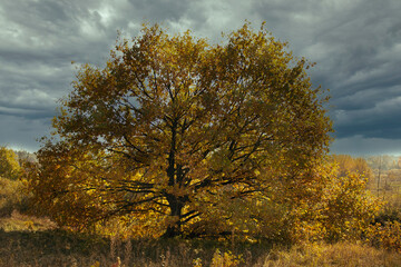 Autumn tree with yellow leaves on a gray sky background.