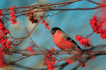 portrait of a male bullfinch bird sitting on the branches of a rowan tree and eating juicy red berries