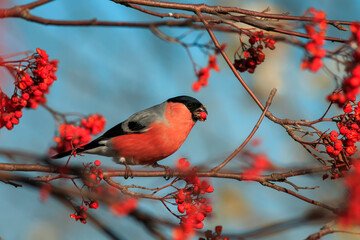  a male bullfinch bird sitting on the branches of a rowan tree and eating juicy red berries