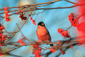 portrait of a male bullfinch bird sitting on the branches of a rowan tree and eating juicy red berries