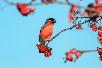 portrait of a male bullfinch bird hanging on the branches of a rowan tree and eating juicy red berries in a winter park