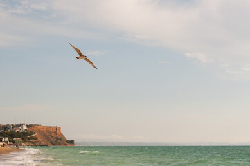 a seagull flies over the seashore with a beach and a mountain in the distance
