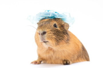 guinea pig with blue hat dressing