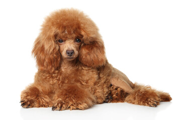 Red Poodle lying on a white background