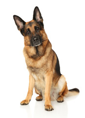 German Shepherd dog sitting on a white background