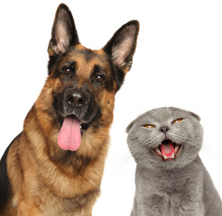 Close-up of happy cat and dog