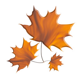 Three autumn maple leaves with a different orange texture.