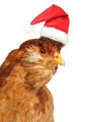 Close-up portrait of a chicken in a red Santa Claus hat