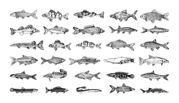 Collection of monochrome illustrations of freshwater fish in sketch style. Hand drawings in art ink style. Black and white graphics.