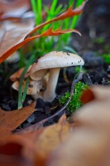 Mushroom on ashes with out-of-focus foreground. Beauty in nature