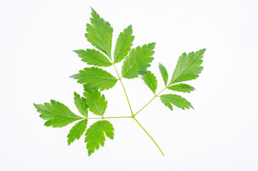 Single green leaf of Astilbe isolated on white background. Studio Photo.