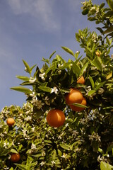 orange tree with fruits