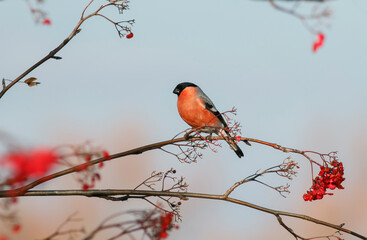 portrait of a male bullfinch bird sitting on a rowan branch and eating juicy red berries in the park