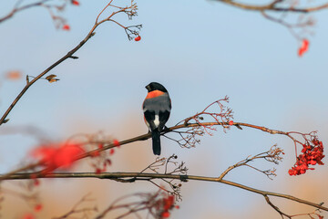 portrait of a male bullfinch bird sitting on a rowan branch and eating juicy red berries in the park