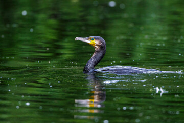 Kormoran (Phalacrocorax carbo)