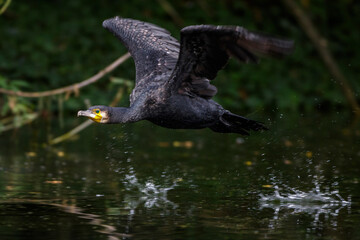 Kormoran (Phalacrocorax carbo)